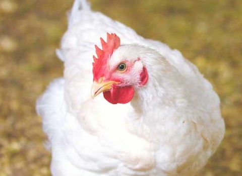 https://shp.aradbranding.com/قیمت خرید مرغ گوشتی سفید با فروش عمده